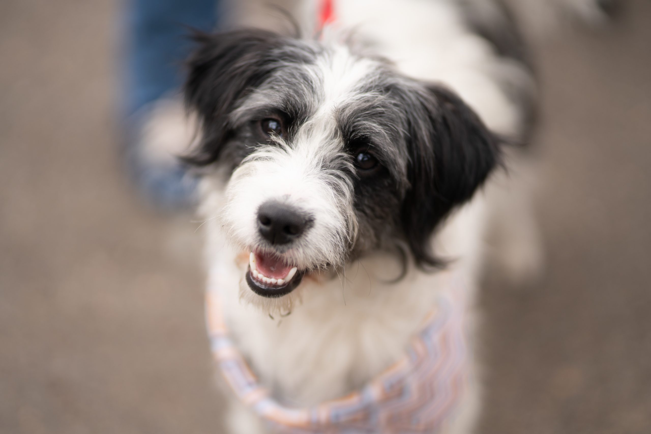 Selective focus shot of white and black Havanese dog