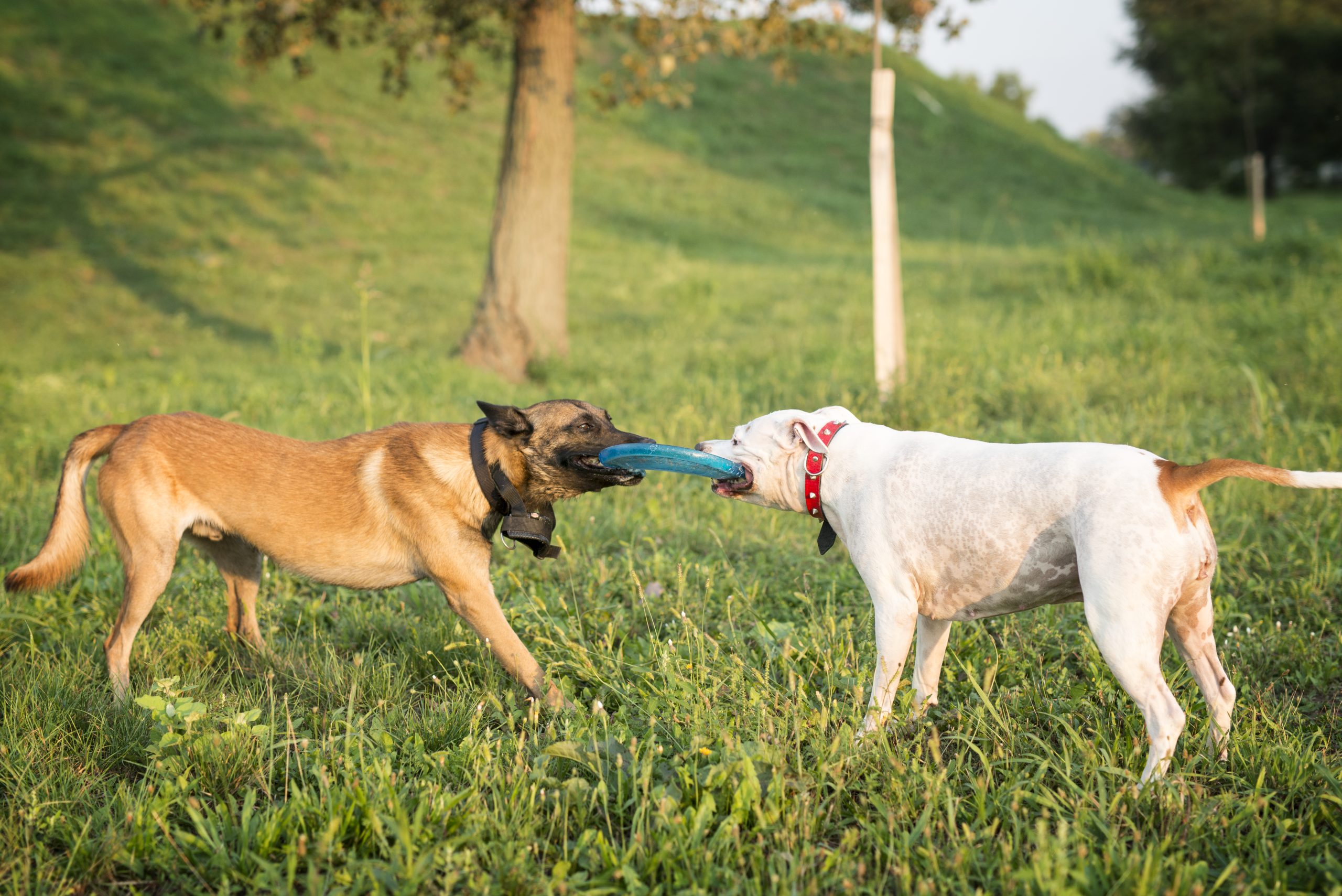 Two dogs playing with flying disc in the park.