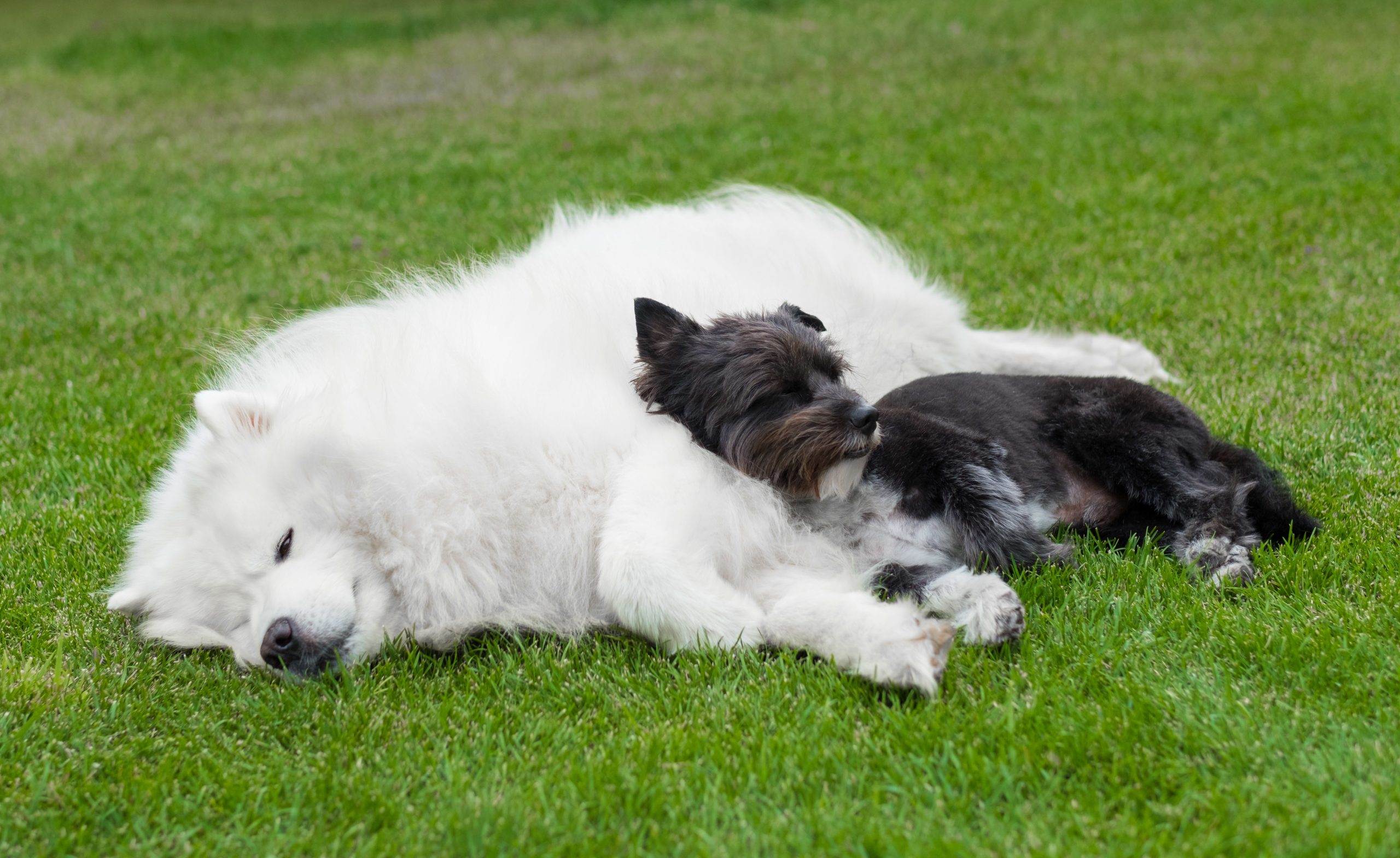 Black dog laying on the white Alaskan Malamute on the green lawn