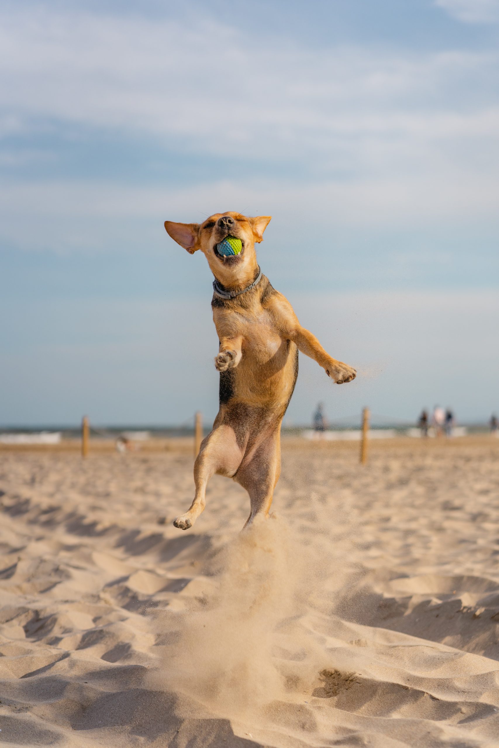 Vertical closeup shot of a companion dog catching a ball while running on the sand